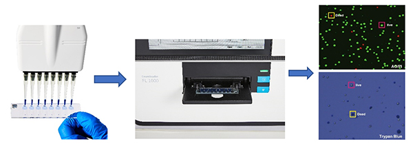 Applitech/艾贝泰 Countleader FL 1000双荧光细胞计数仪