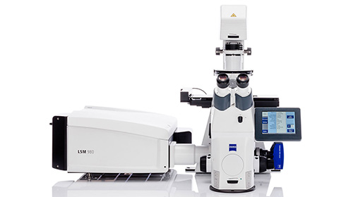 Zeiss LSM980 with Airyscan2共聚焦显微镜